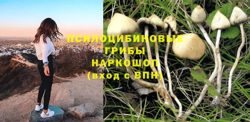 Псилоцибиновые грибы Psilocybine cubensis  цены   hydra вход  Курган 